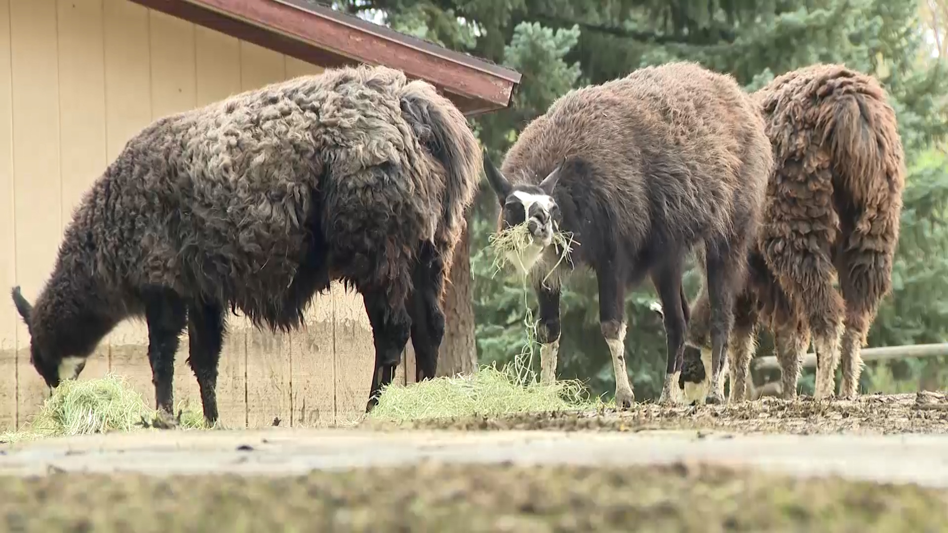 Llama ranch among properties devastated by Beaver flooding 