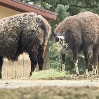 Llama ranch among properties devastated by Beaver flooding