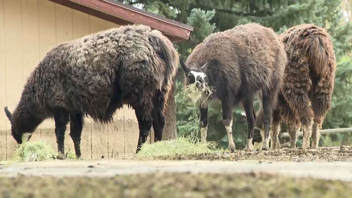 Colton Brauer's llamas in Beaver are pictured on Monday after severe flooding. Families in Beaver are picking up the pieces after a large flash flood swept through the area on Sunday.