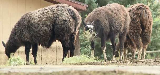 Llama ranch among properties devastated by Beaver flooding