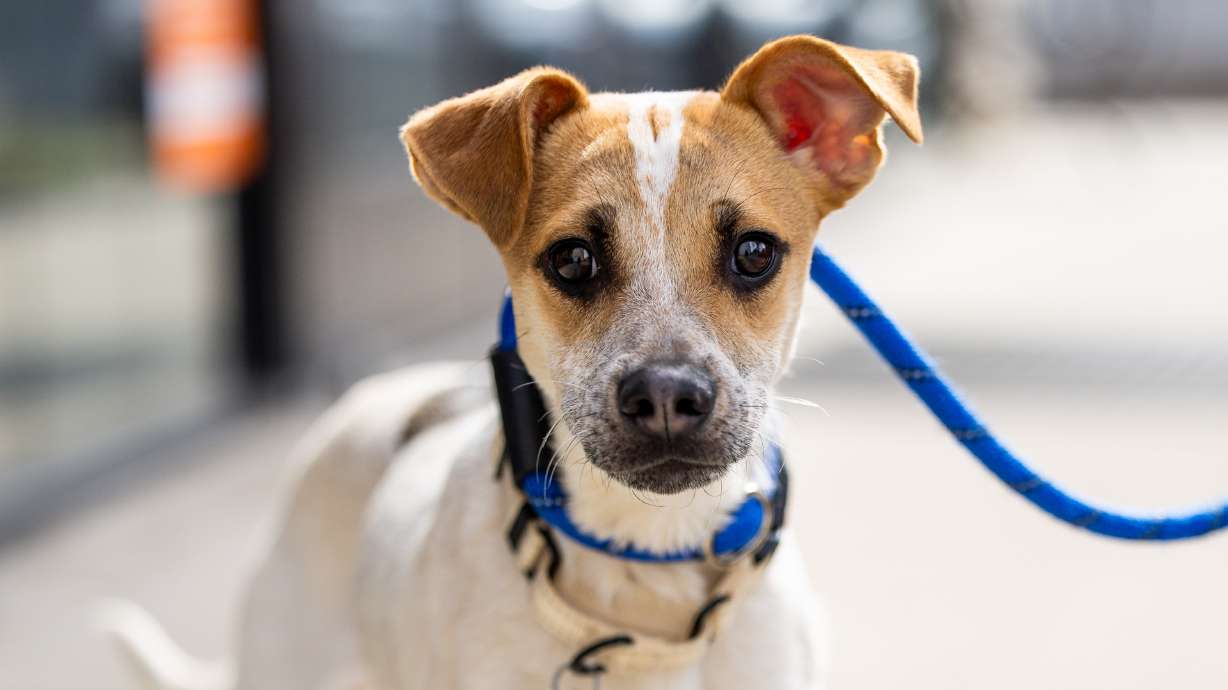 Cricket goes on a walk with Lars Tatom, volunteer with the Best Friends Animal Society, in Salt Lake City on Feb. 25. Wildlife officials and the Best Friends Animal Society are providing information on how fireworks affect pets and wildlife.
