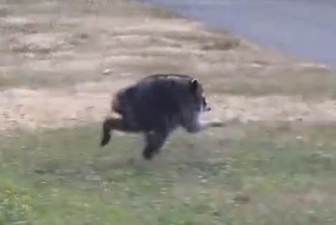Have You Seen This? Meet Jimothy, the Seattle raccoon who is taking over the internet