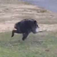 Have You Seen This? Meet Jimothy, the Seattle raccoon who is taking over the internet