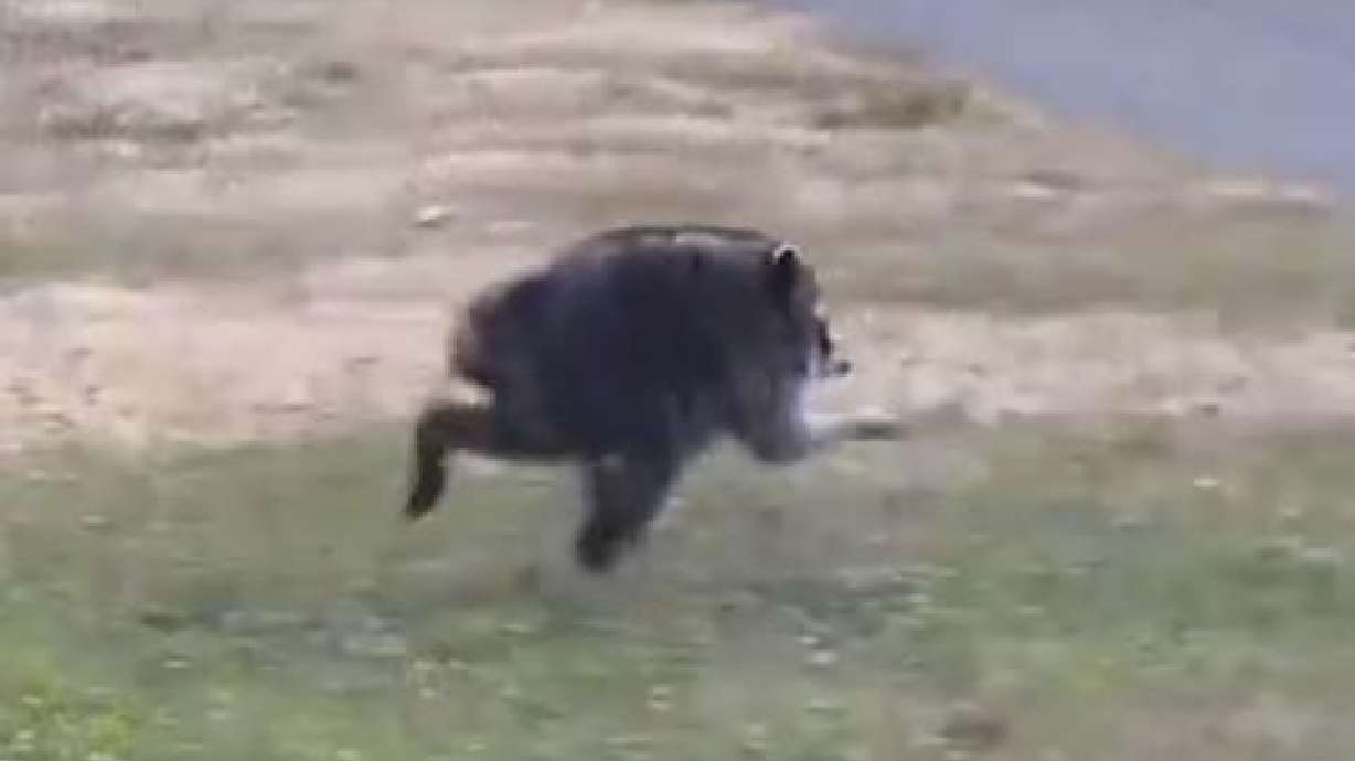 Jimothy the raccoon, who experts say likely has a rare spine condition, has become an internet darling.