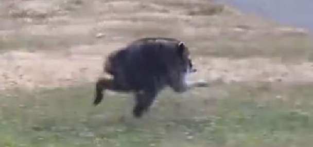 Have You Seen This? Meet Jimothy, the Seattle raccoon who is taking over the internet