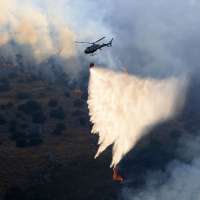 How arsonists used cats to spread Italy's wildfires