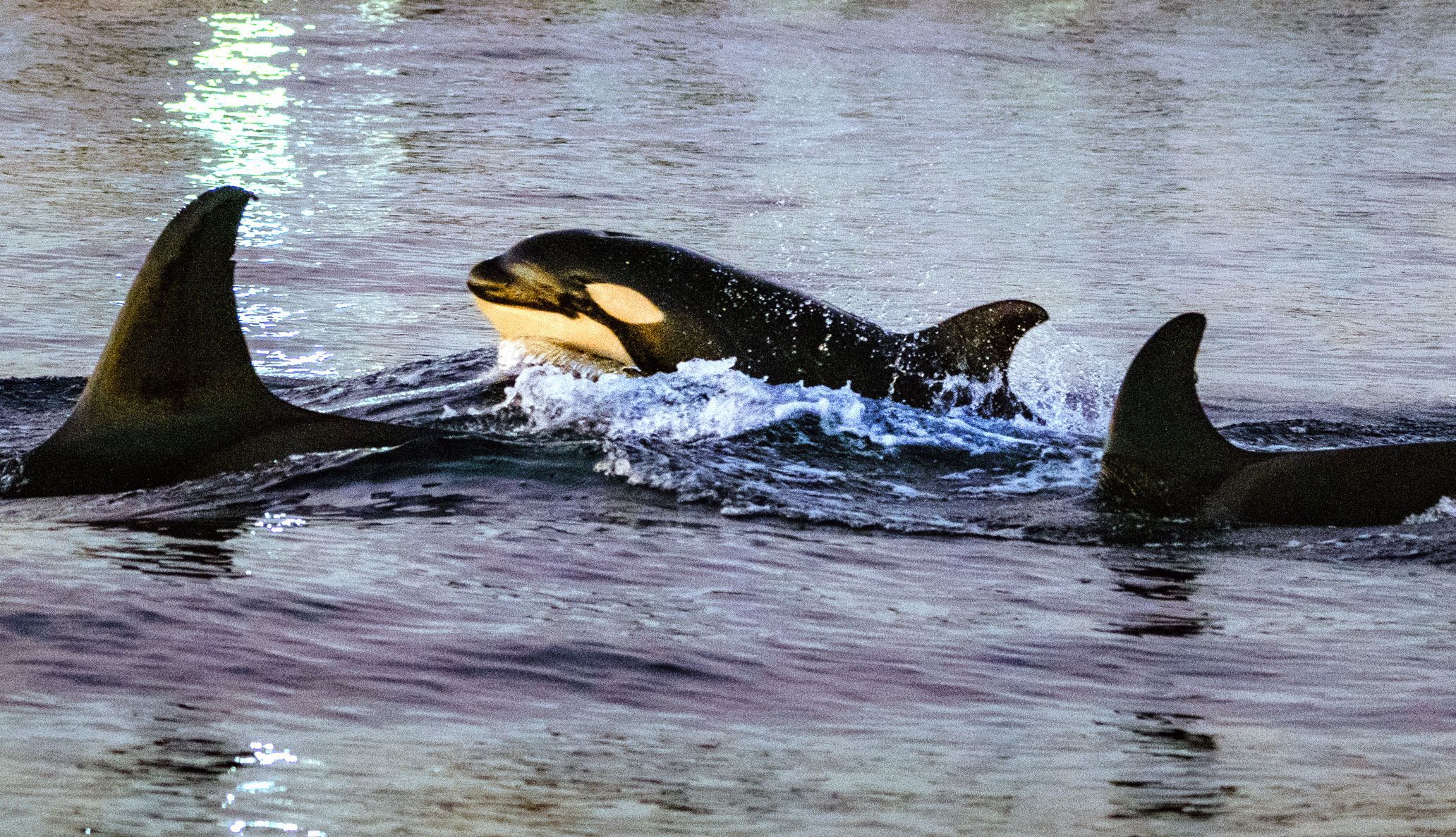 Watch an orca ram a sunfish so hard that the fish explodes