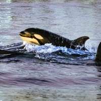 Watch an orca ram a sunfish so hard that the fish explodes