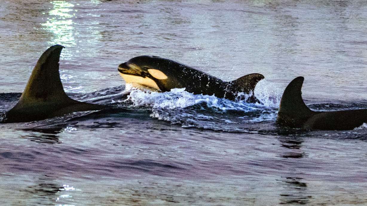 Orcas swim near whale watching boats in January 2024 off the coast of Huntington Beach, California.