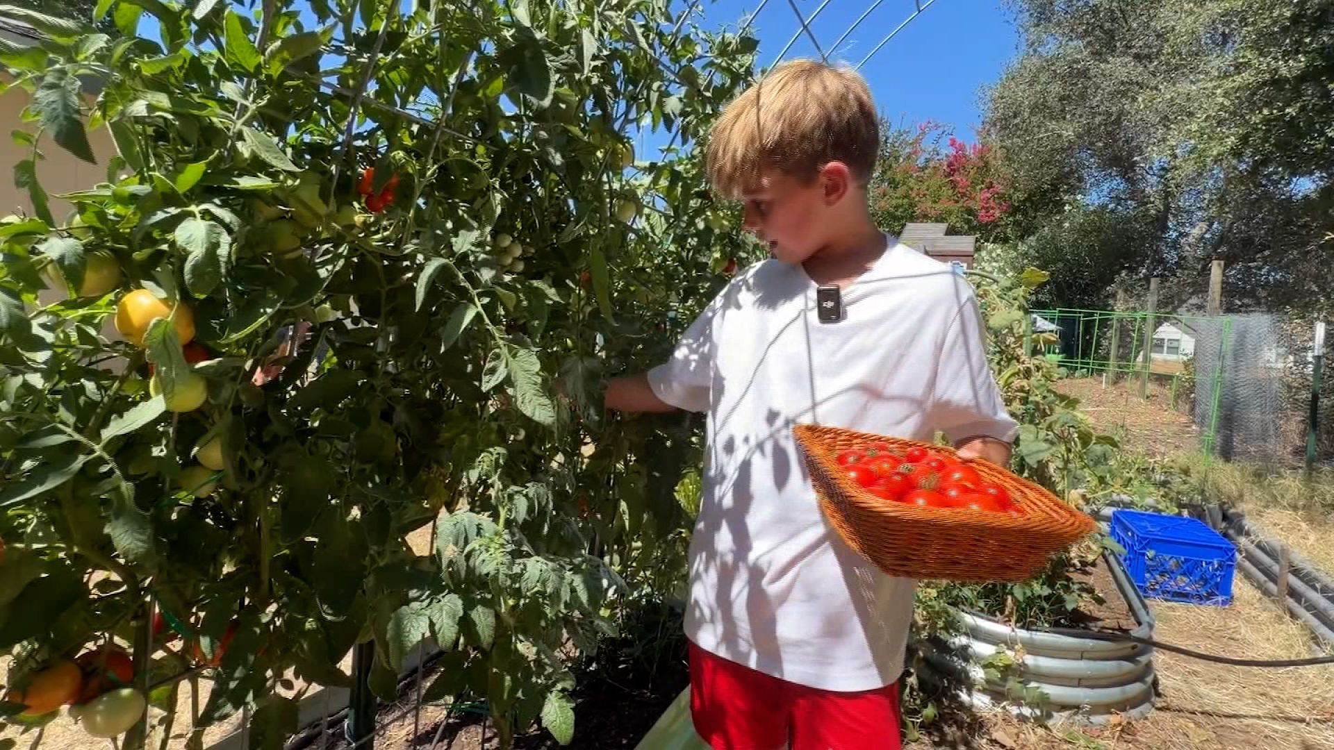 9-year-old trades screen time for gardening, builds successful business