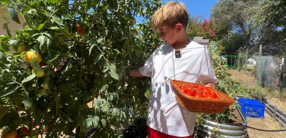 9-year-old trades screen time for gardening, builds successful business