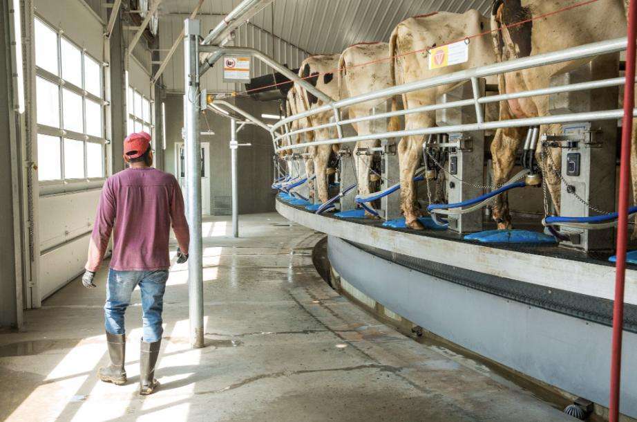 From cow to cup: The journey behind your glass of milk