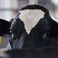 Avian flu impacting milk production at Weber County dairies, officials declare emergency