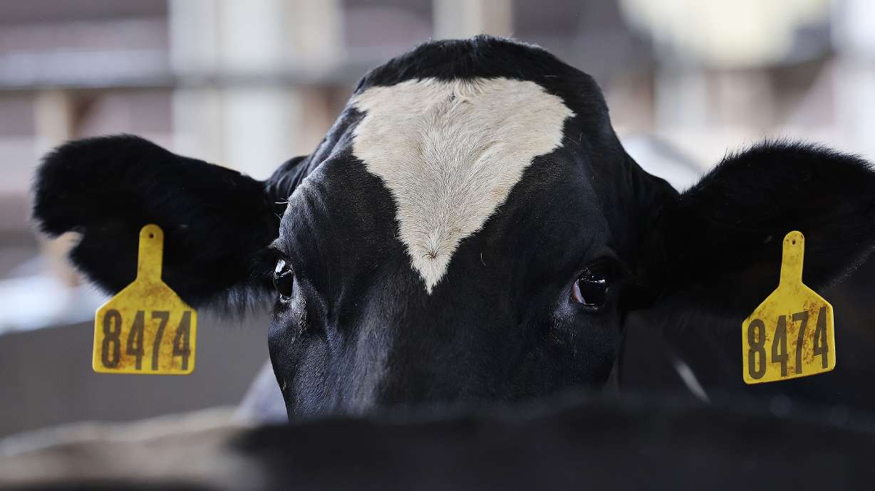 A dairy cow in Corrine is pictured on July 23, 2024. The spread of avian influenza in Weber County has hampered milk production at several dairies, which prompted officials to declare an emergency on Tuesday.