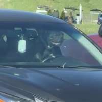 Have You Seen This? Impatient bulldog lays on the horn