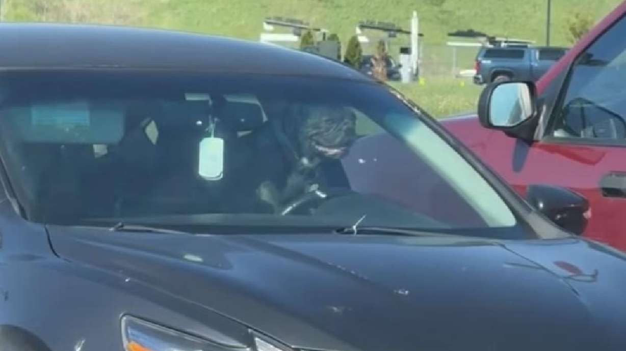 Have You Seen This? Impatient bulldog lays on the horn