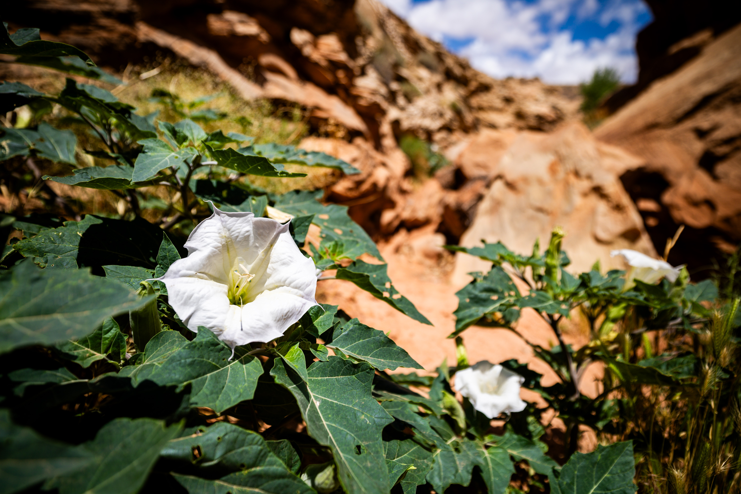 Flowers bloom near the rock panel at Sand Island Petroglyphs in Bears Ears National Monument on June 3, 2025. Patagonia's Corley Kenna said the reduction of the monument's size on July 13 via President Donald Trump's executive order "chipped away at public land protection."