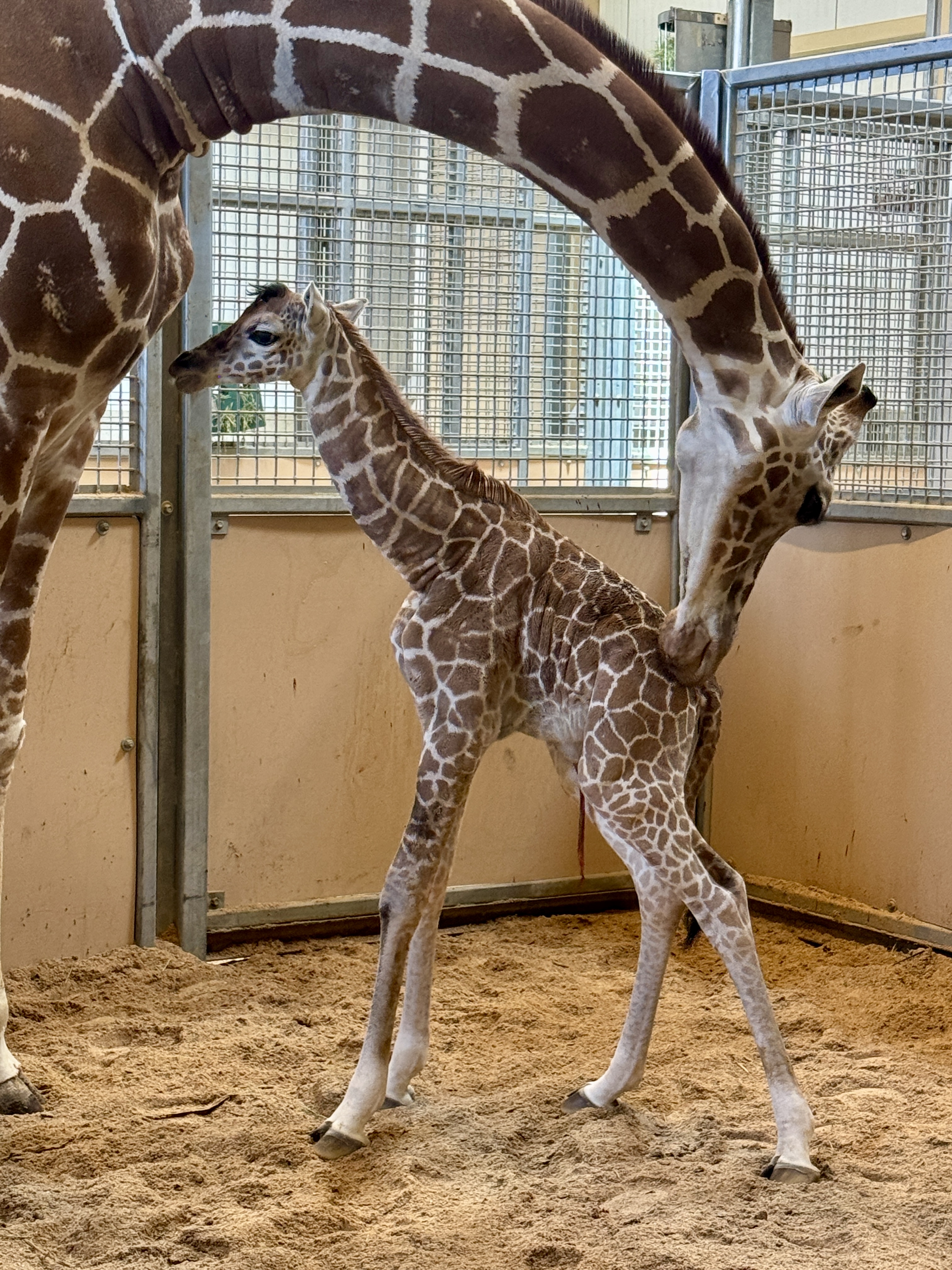 Utah's Hogle Zoo welcomed a new female giraffe calf on July 20.