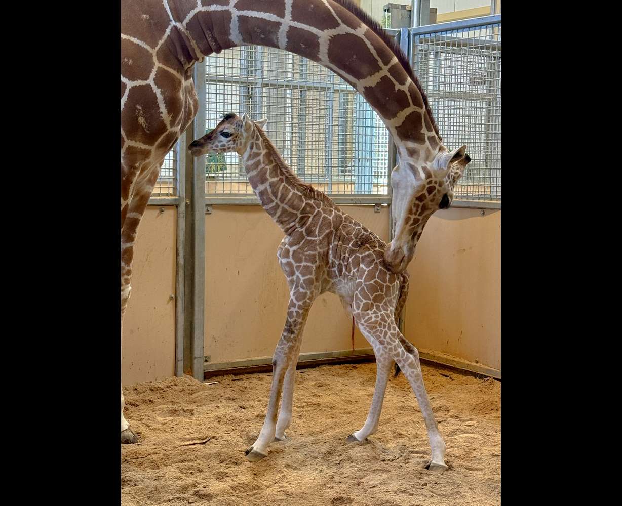 Utah's Hogle Zoo welcomed a new female giraffe calf on July 20.