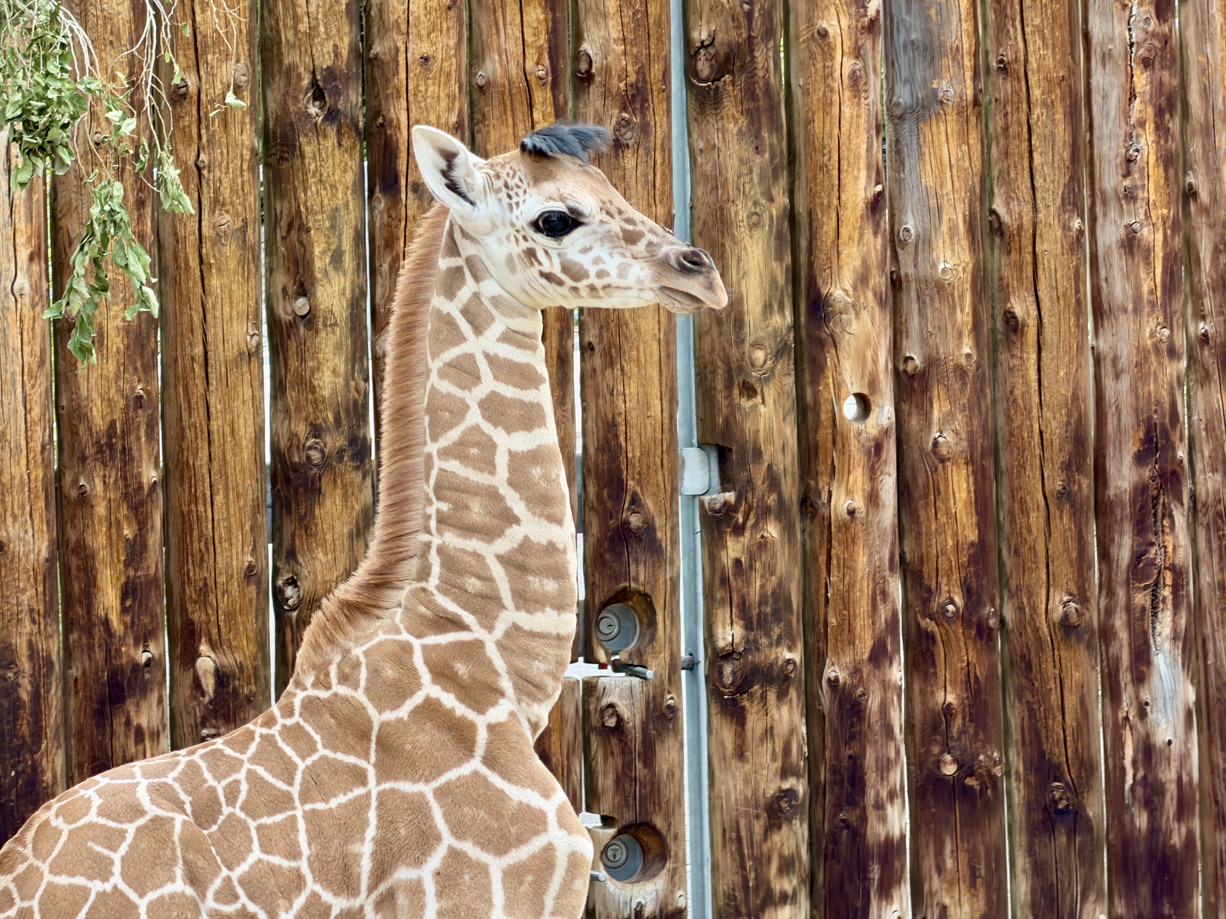 Hogle Zoo giraffe herd expands to 7 with birth of female calf