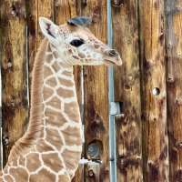 Hogle Zoo giraffe herd expands to 7 with birth of female calf