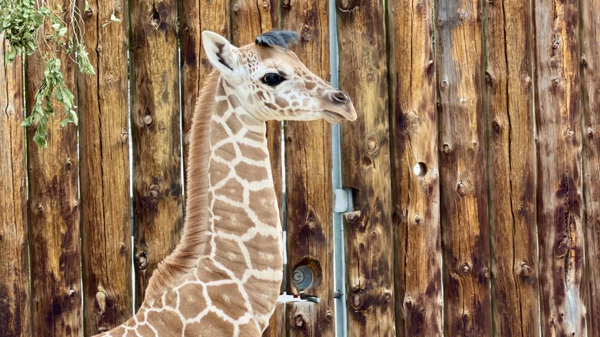 Utah's Hogle Zoo welcomed a new female giraffe calf on July 20.