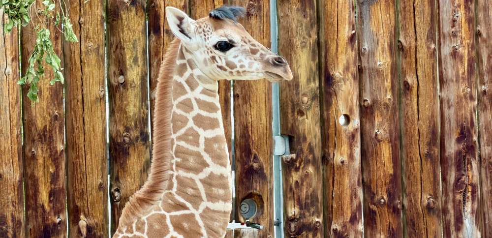 Hogle Zoo giraffe herd expands to 7 with birth of female calf