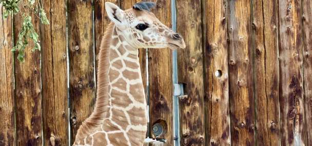 Hogle Zoo giraffe herd expands to 7 with birth of female calf
