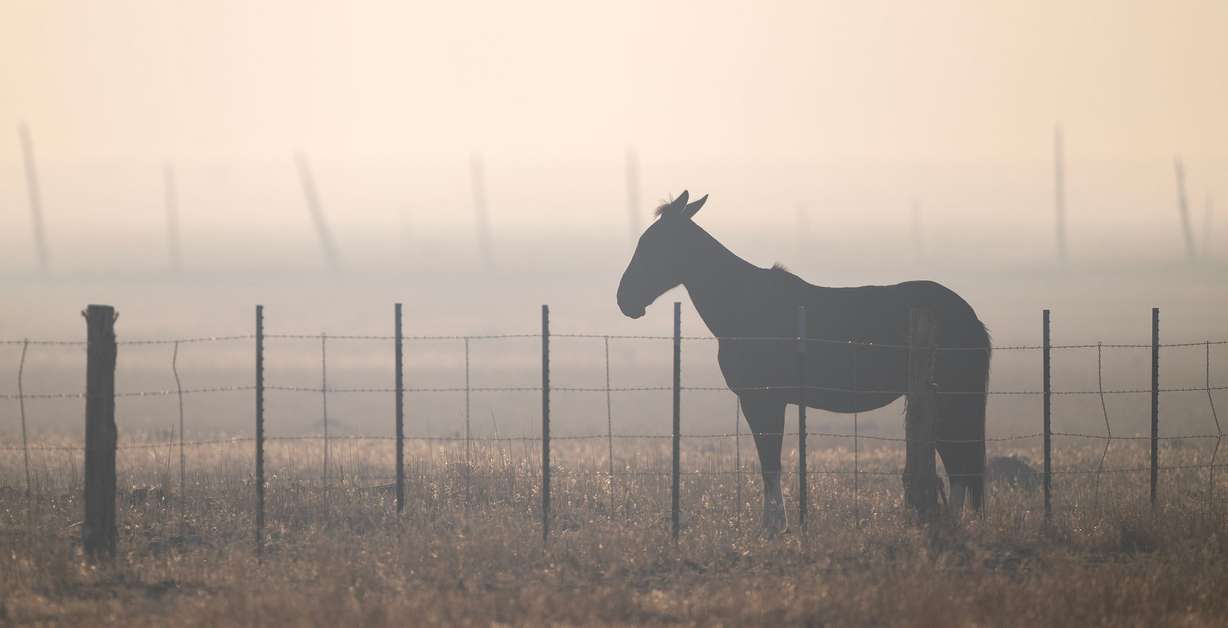 A horse stands in the smoke from the Cottonwood Fire as it continues to burn east of the town of Beaver on July 1.