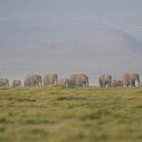 The deaths of 15 elephants in Kenya's Amboseli National Park spark investigation