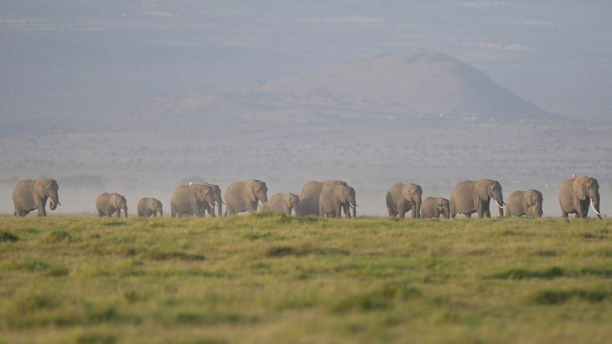 A herd of elephants grazes in Amboseli National Park in Kajiado, Kenya, Feb. 12. The deaths of 15 elephants over the past month in Kenya 's Amboseli National Park have sparked an investigation, wildlife authorities said Tuesday.
