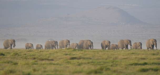 The deaths of 15 elephants in Kenya's Amboseli National Park spark investigation