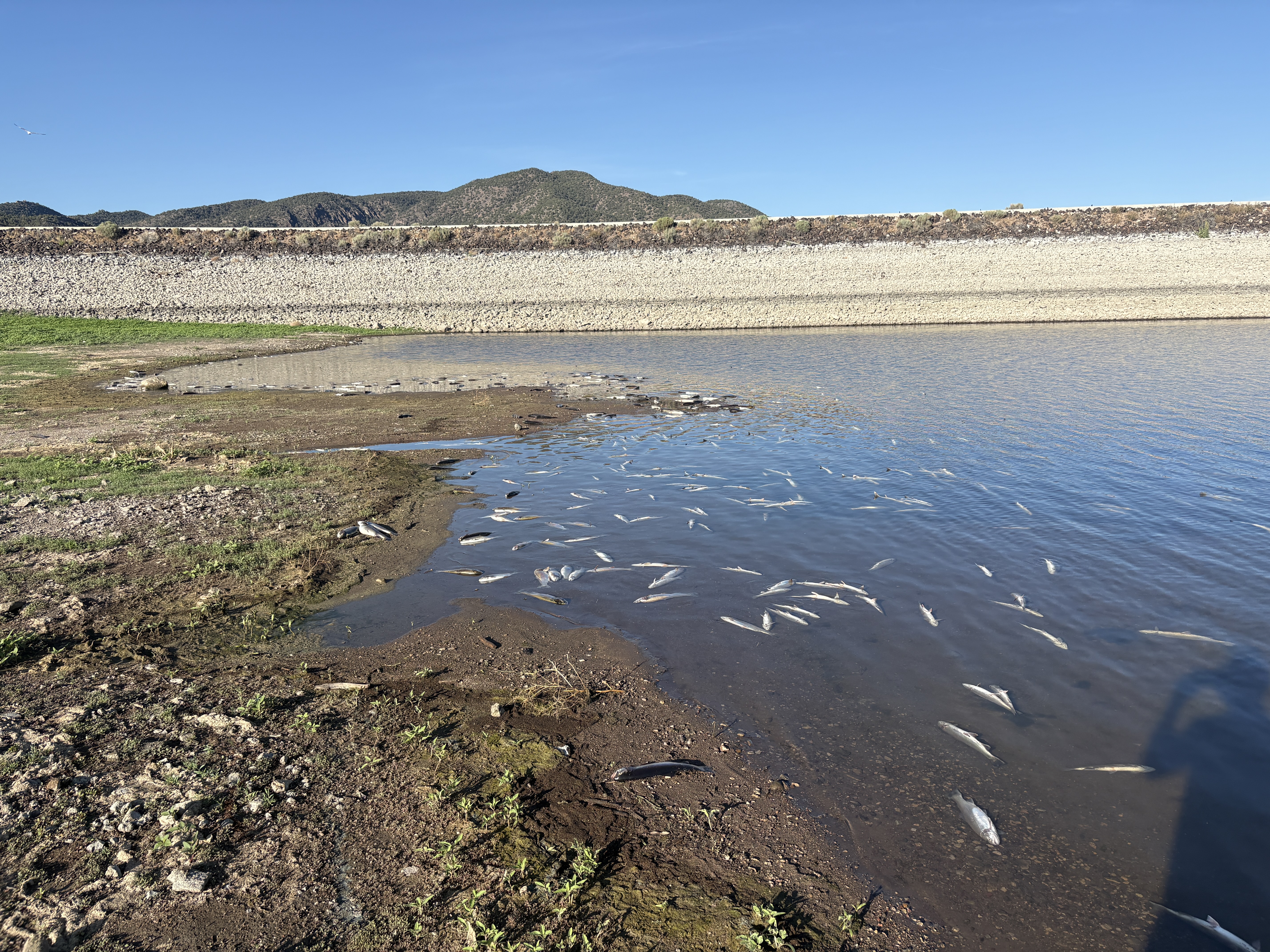 Flooding likely killed thousands of fish at southern Utah reservoir, wildlife officials say