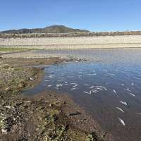 Flooding likely killed thousands of fish at southern Utah reservoir, wildlife officials say