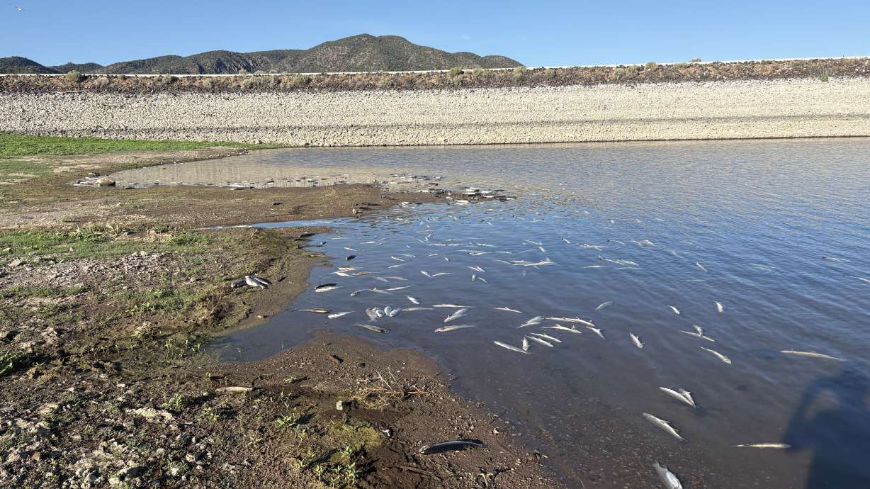 Dead fish are visible at Minersville Reservoir in Beaver County. Flooding from the Cottonwood Fire burn scar likely caused the deaths, wildlife officials said on Wednesday.