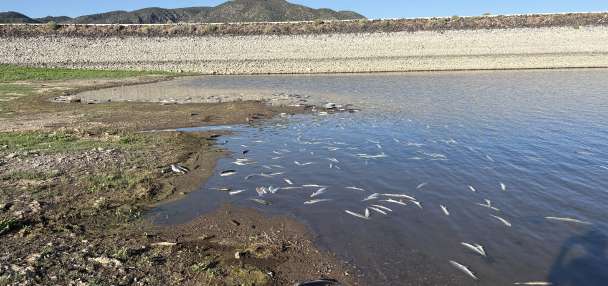 Flooding likely killed thousands of fish at southern Utah reservoir, wildlife officials say