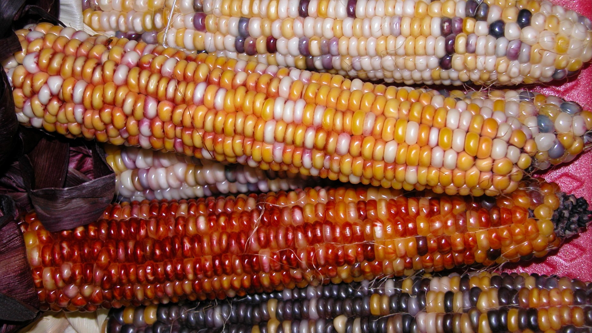Traditional Diné food helps those suffering from heart failure, Navajo Nation study shows