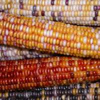 Traditional Diné food helps those suffering from heart failure, Navajo Nation study shows