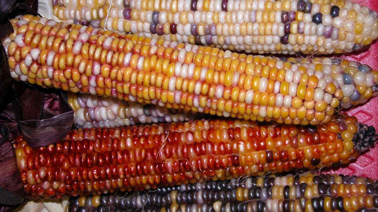 A new study carried out in the Navajo Nation shows that a traditional Diné diet that includes, corn, squash, mutton and more can play a role in helping heart failure patients. The undated photo shows Indian corn at the 2006 Utah State Fair.