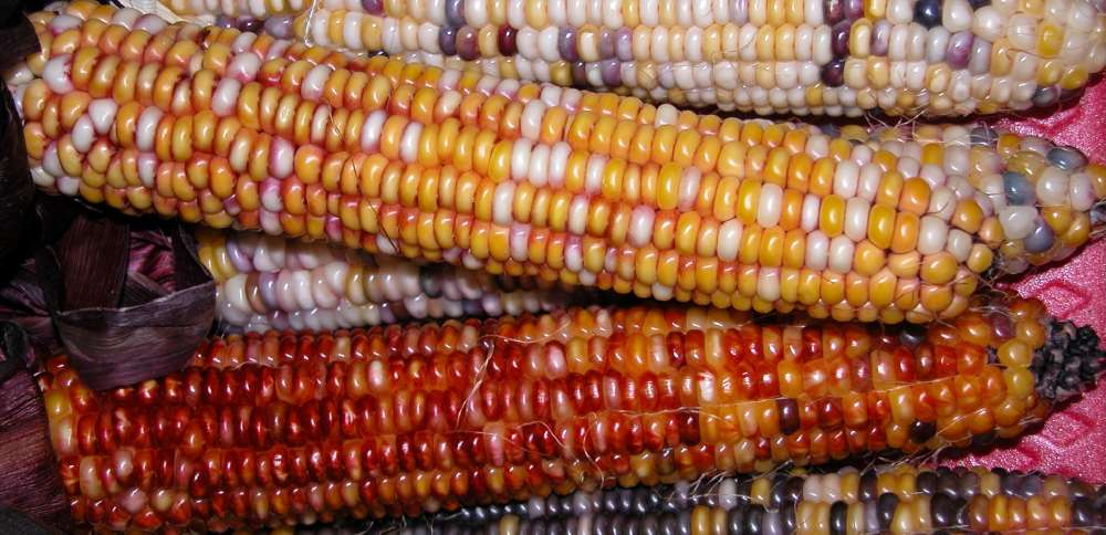 Traditional Diné food helps those suffering from heart failure, Navajo Nation study shows