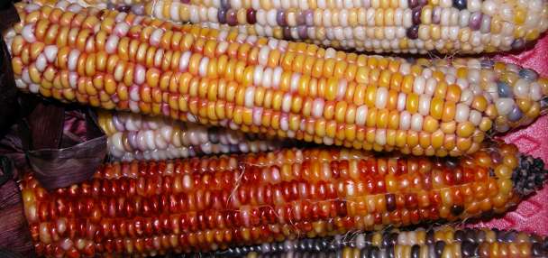 Traditional Diné food helps those suffering from heart failure, Navajo Nation study shows