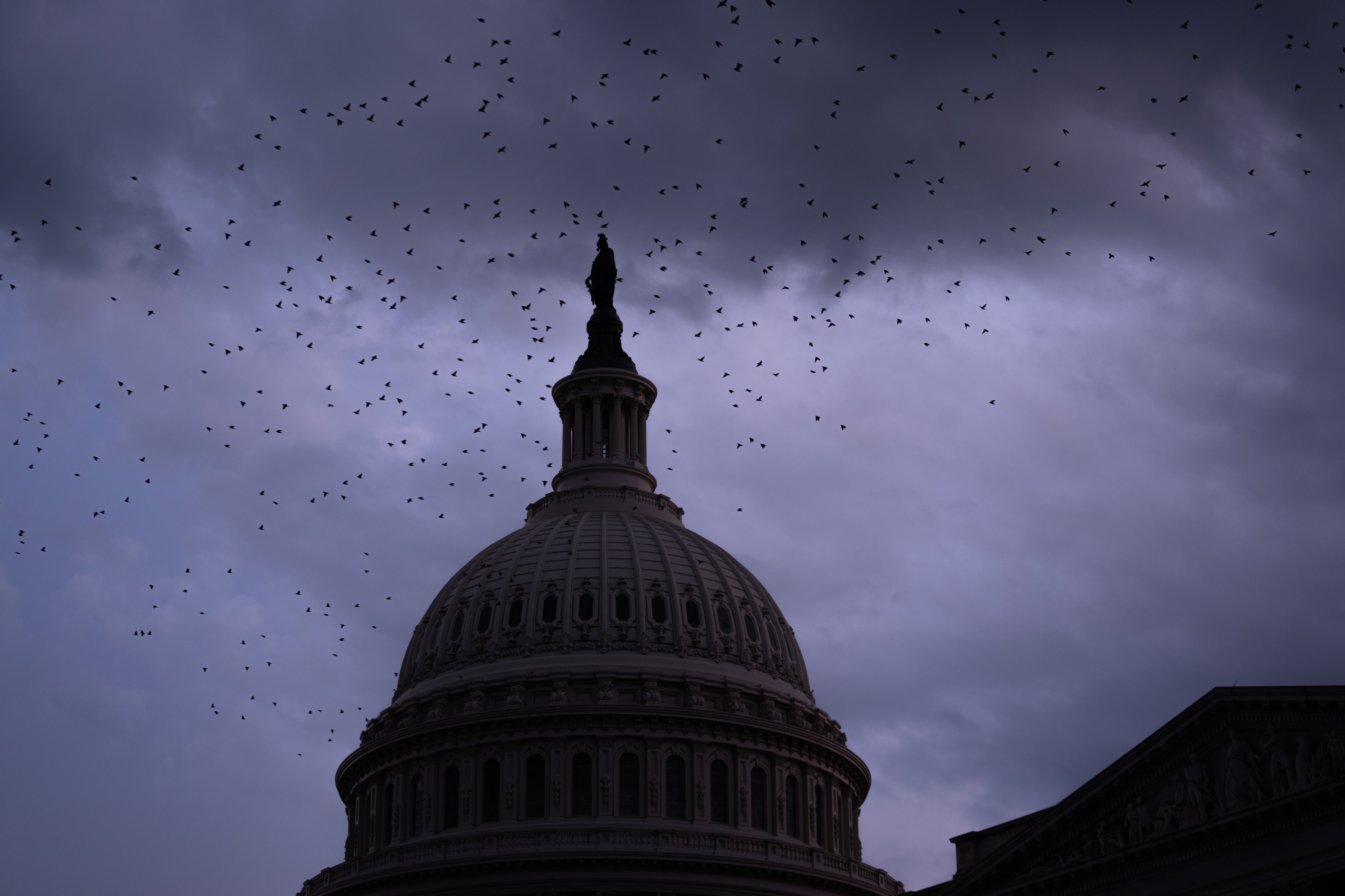 Birds fly near the U.S. Capitol, July 28, in Washington.