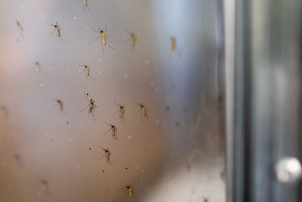 Salt Lake County reports first West Nile virus case of 2026