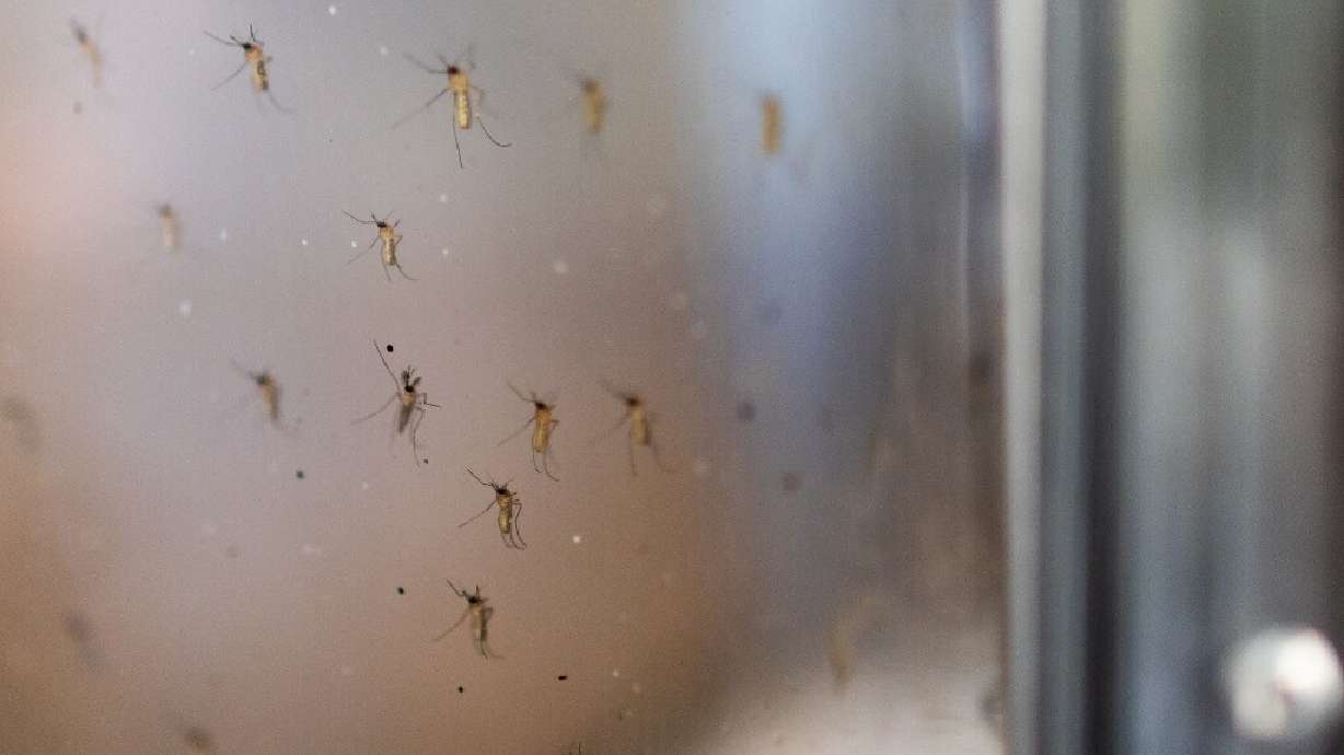 Mosquitoes are pictured in a tank at the Salt Lake City Mosquito Abatement District offices on May 26, 2021. The Salt Lake County Health Department announced the county's first case of West Nile virus in a resident this year.