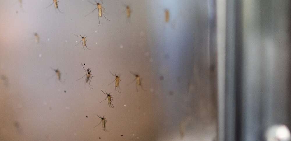 St. George man hospitalized with rare, severe form of West Nile virus, wife says
