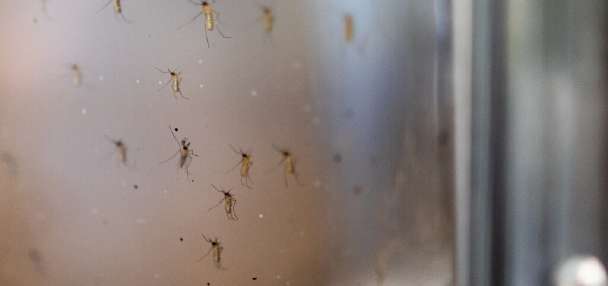 St. George man hospitalized with rare, severe form of West Nile virus, wife says