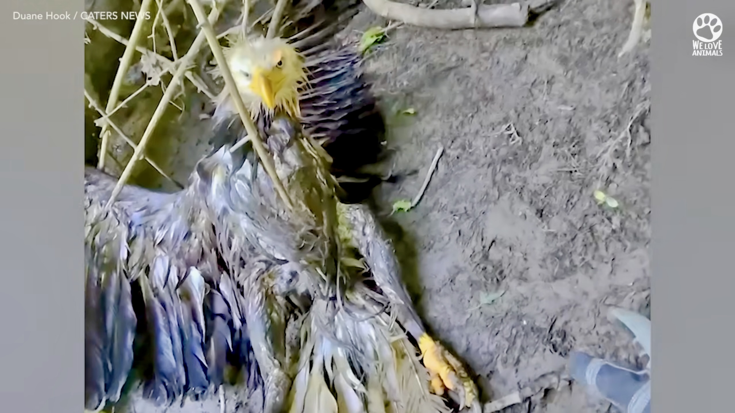 Have You Seen This? Injured eagle saved by man known for rescuing cats 
