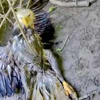 Have You Seen This? Injured eagle saved by man known for rescuing cats