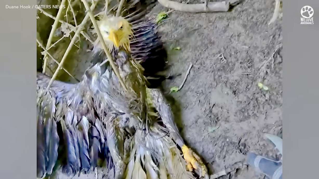 An injured eagle in Ohio, spotted by a watchful dog, was rescued on July 13 by a man known for rescuing cats caught high up in trees. Don't worry, the raptor made it out OK.