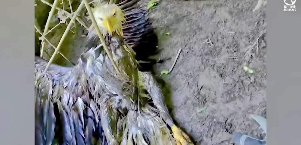 Have You Seen This? Injured eagle saved by man known for rescuing cats